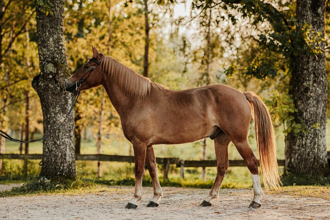 Eestinhevoset Taisson 2017